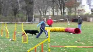 Bernese mountain dog and agility [upl. by Lewap824]