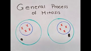 Process of Mitosis  StopMotion Lab Video [upl. by Tychonn205]