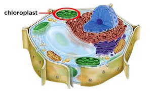 Eukaryotic Cells Part 2 Plant Cells [upl. by Lamprey]