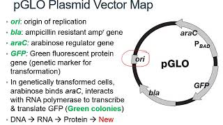 pGLO lab theory [upl. by Ramos]