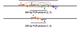 PCR deletion analysis [upl. by Ttevy748]