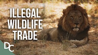 The Illegal Trade amp Deforestation On Our Planet  Why On Earth  Documentary Central [upl. by Ruprecht]