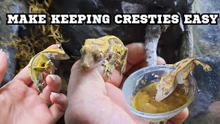 make caring for crested geckos easy and effortless [upl. by Garretson]