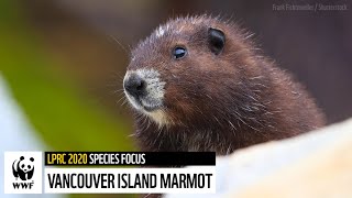 Vancouver Island Marmot  The Living Planet Report Canada 2020 [upl. by Acihsay129]