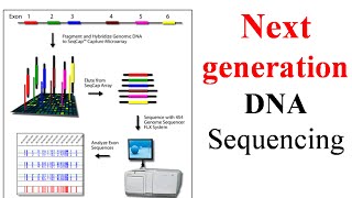 Next generation sequencing [upl. by Ssalguod]