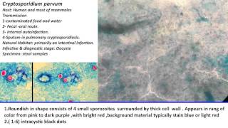 27 Practical Parasitology  Cryptosporidium Parvum  Oocyst Stage [upl. by Ayotol]