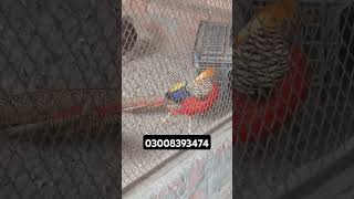 Red golden pheasant birds farming poultryfarming [upl. by Yrogerg146]