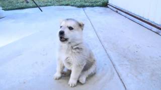 Husky Puppys 1st Howl [upl. by Elorac]