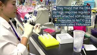 PARylation is crucial to NAT10’s role in the DNA damage response [upl. by Ibocaj]