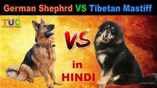 Tibetan Mastiff VS German Shepherd  Dog vs Dog  Dog Comparison  The Ultimate Channel [upl. by Anoyk]