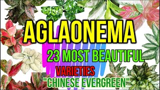 AGLAONEMA VARIETIES  Trending Indoor Plants  Chinesse Evergreen I Plant loversGehTV [upl. by Yerrot]