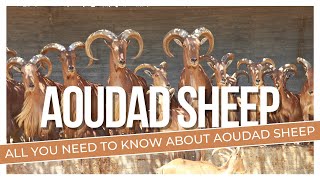 All You Need To Know About Barbary Sheep [upl. by Arednaxela341]