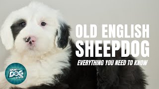 Old English Sheepdog 101 Everything You Need To Know [upl. by Gold]