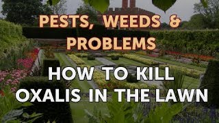 How to Kill Oxalis in the Lawn [upl. by Runstadler67]