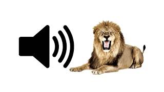 Lion Roar  Sound Effect [upl. by Vinna801]