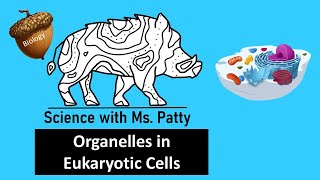 Organelles of Eukaryote Biology [upl. by Dnartreb]