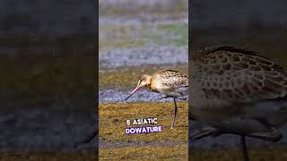 Exploring the Different Types of Godwit Birds  The Beast World  Interesting Facts [upl. by Notnats]