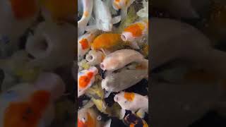 Aquarium with Beautiful Fish Relaxing Water Stream Noise with Sleep Sound I ASMR fish relaxing [upl. by Chelsie]