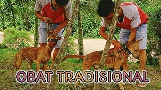 OBAT TRADISIONAL UNTUK ANJING BERBURU  Rodyank Channel [upl. by Waller683]