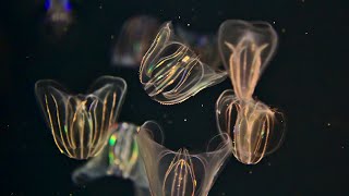 What makes comb jellies light up  Oceana [upl. by Morrison]