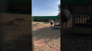 Scimitarhorned Oryx in Athens Zoo🇬🇷 athenszooshortshortscuteviral video sharesubscribe [upl. by Arondell]