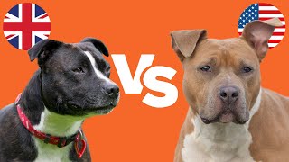 Staffy Bull Terrier vs Amstaff 6 KEY DIFFERENCES [upl. by Stephen]