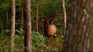 Steven Rinella Encounters His First Kentucky Elk on MeatEater [upl. by Claretta]