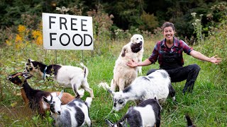 Rotational Grazing and Regenerative Agriculture with Livestock [upl. by Canale]