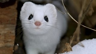 Learn more about the Weasel [upl. by Esyak]