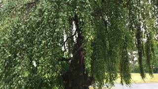 Weeping birch Betula pendula Youngii  tree  July 2018 [upl. by Fredrika407]