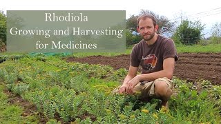 Rhodiola rosea growing by herbalist Ross Hennessy [upl. by Skinner]