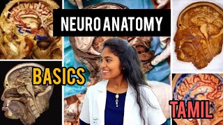 neuroanatomy basics in tamil medical essential CNSPNS brain [upl. by Roderigo]