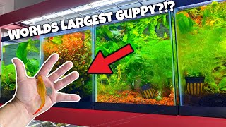 Worlds LARGEST Guppy  Breeding Guppies For Beginners Part 2 Guppy Selection [upl. by Marienthal]