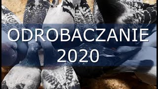 Testowe Odrobaczanie Gołębi Pocztowych 2020  Pigeon Deworming [upl. by Yenot]