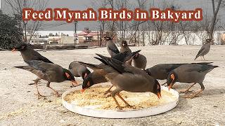 Feeding Mynah Birds in your Backyard  The BEST Way To Feed Mynah Birds in your Backyard [upl. by Greeley]