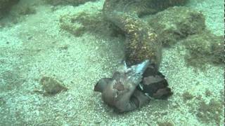 Moray Eels Fight to the Death [upl. by Haliehs]