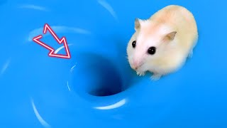 😱 Hamster Escape Maze Hamster vs Whirlpool  Hamster Cute pets Maze hamsterescape mazediytraps [upl. by Hansiain]