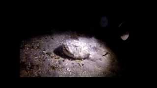 Angler fish eating smaller fish in Norwegian fjord [upl. by Asilana]