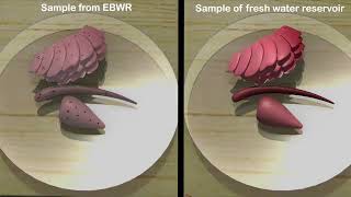 SEASONAL BIOACCUMULATION OF HEAVY METALS IN FISH CYPRINUS CARPIO OF EDULABAD WATER RESERVOIREBWR [upl. by Lirbij]