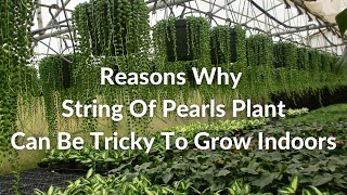 8 Reasons Why String Of Pearls Can Be Tricky To Grow Indoors  Joy Us Garden [upl. by Ralyat161]