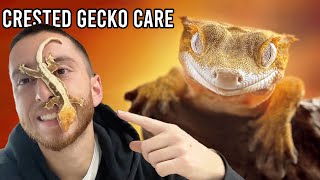 The Ultimate Crested Gecko Care Guide Everything You Need to Know [upl. by Eardna572]