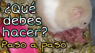 ¿Como reproducir hamsters [upl. by Dominique]