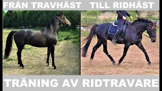 TRÄNING AV RIDTRAVARE  Första galoppen [upl. by Aleece]