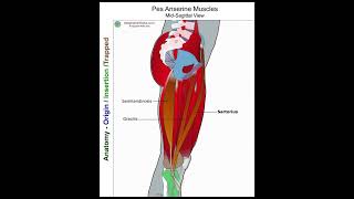 Sartorius  Anatomy Perspective [upl. by Nylrac]