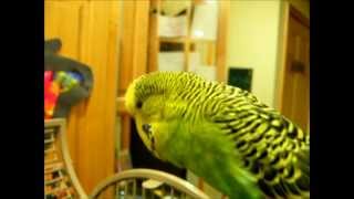 Disco the Parakeet Learns Swedish [upl. by Kirby]