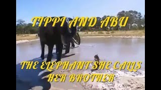 TIPPI amp ABU HER ELEPHANT BROTHER [upl. by Anaehs]