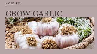 How to Grow GarlicThe Complete Guide to Garlic [upl. by Doak813]