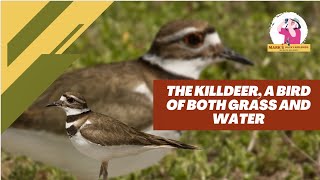 Why Youll Love The Killdeer [upl. by Ojytteb424]