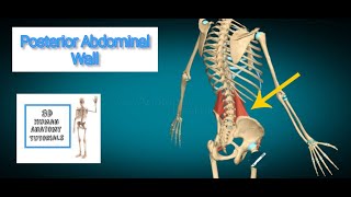 Posterior Abdominal Wall I Human Anatomy Tutorial [upl. by As]