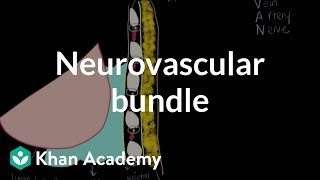 Neurovascular bundle  Respiratory system diseases  NCLEXRN  Khan Academy [upl. by Ontine]